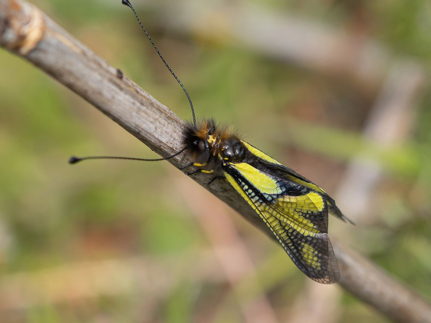 Ascalaphidae - Libelloides coccajus